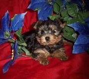 sweeet male and female teacup yorkie puppies available